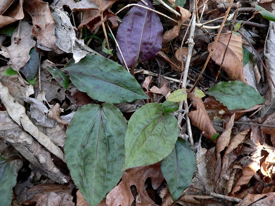 {Tipularia discolor}